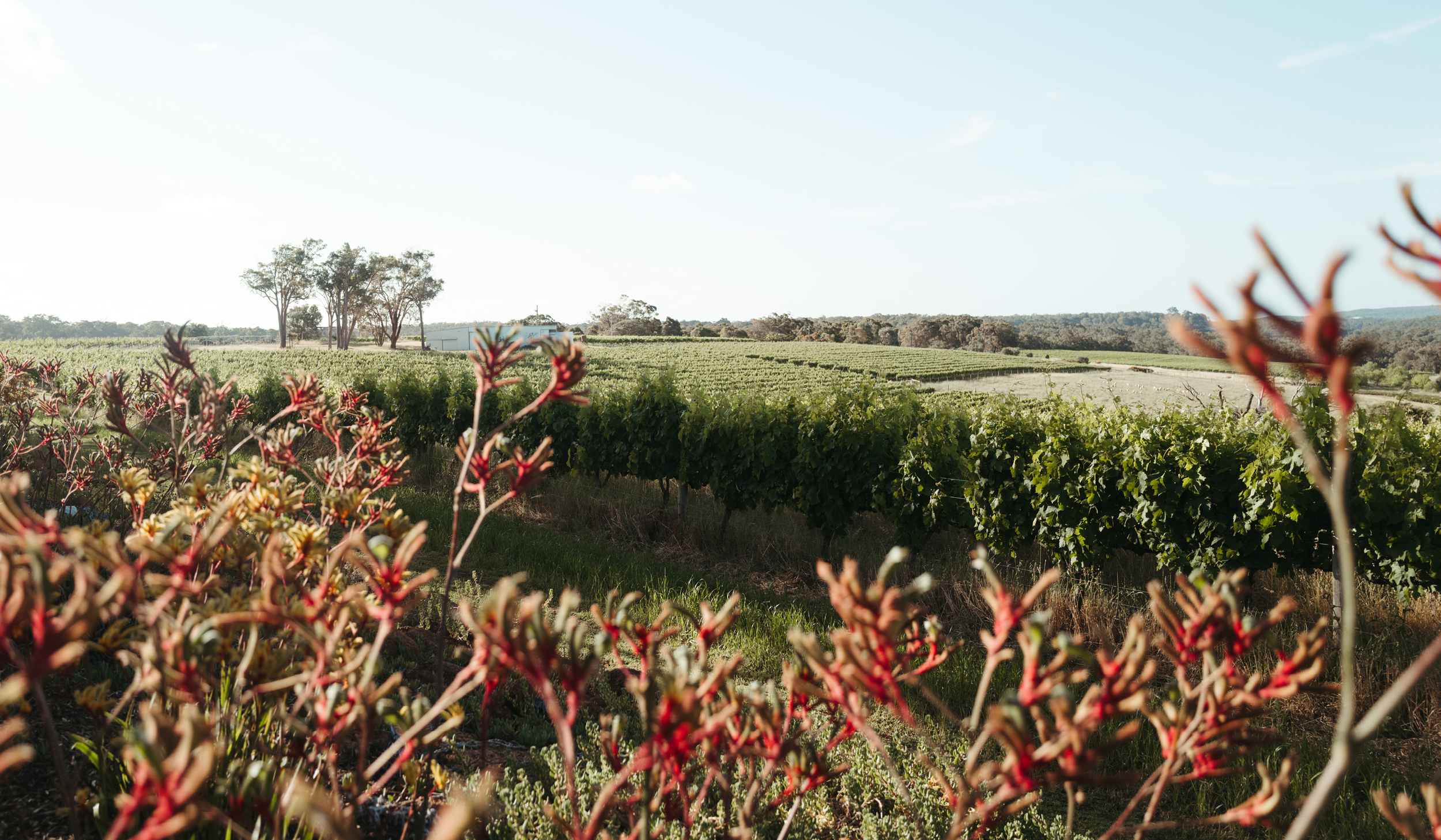 Wills Domain vines